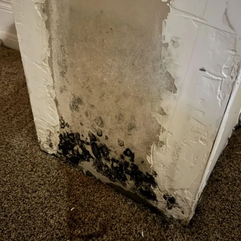Professional Mold Removal in Santa Clara, CA